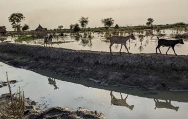 South Sudan Forests Have Died August 2023